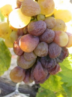 Kikelet Furmint 2009 'Vti'